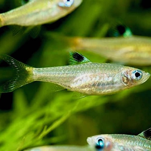 Rasbora dorsiocellata - Eyespot rasbora SM